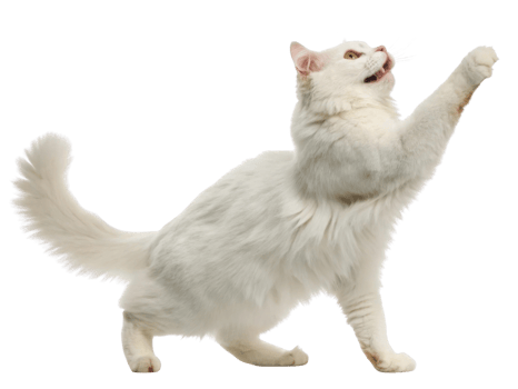 Playful american bobtail cat stretches its paw in lively manner showcasing its fluffy white fur and energetic spirit png