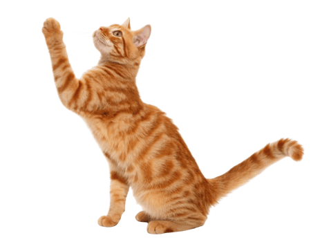 Playful american bobtail cat reaches for toy with curiosity and excitement showcasing its vibrant orange fur and unique markings png