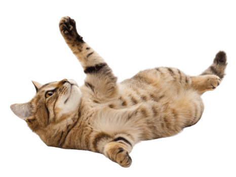Playful american bobtail cat stretches its paws in relaxed pose showcasing its unique coat and charming personality png