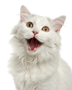 Joyful American curl cat with fluffy white fur and bright eyes expresses happiness in this charming portrait png