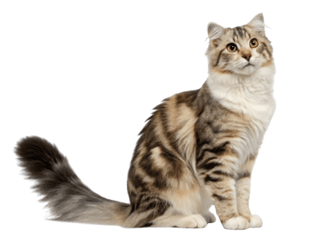 Beautiful american curl cat with striking fur patterns sits gracefully, showcasing its unique features and playful demeanor png