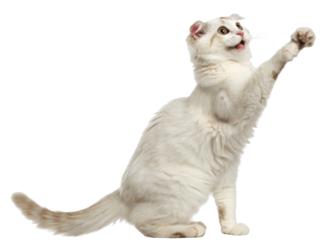 Playful American curl cat reaches out with its paw, showcasing its unique fur and lively personality png