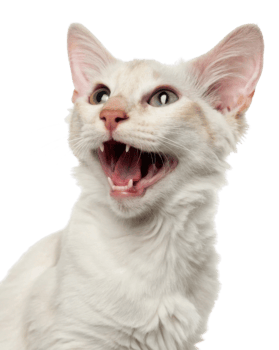 Playful American curl cat shows its teeth with charming expression, capturing essence of feline curiosity and mischief png