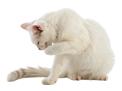 Fluffy white cat with curled tail is grooming itself, showcasing its elegant fur and playful demeanor. This adorable scene captures essence png