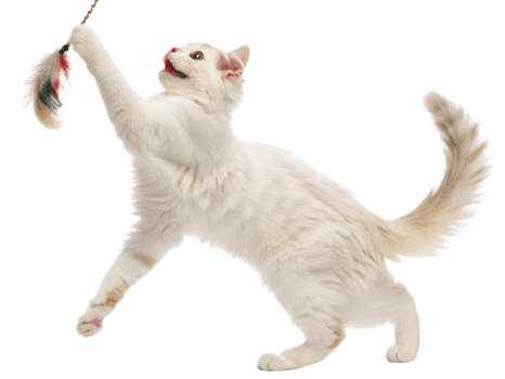 Playful American curl cat joyfully leaps to catch feather toy, showcasing its agility and charm in delightful moment png