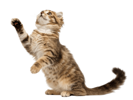 Playful american curl cat stands on its hind legs reaching for toy with curiosity and excitement png