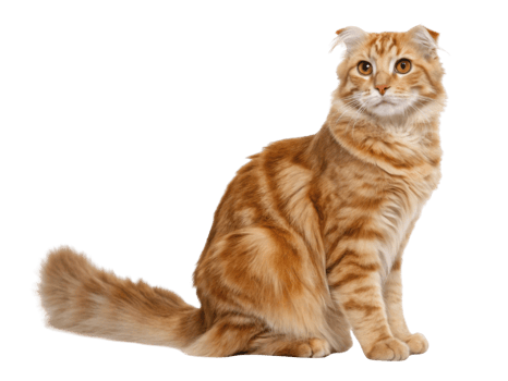 Beautiful american curl cat with striking orange fur sits gracefully, showcasing its unique curled ears and captivating eyes png