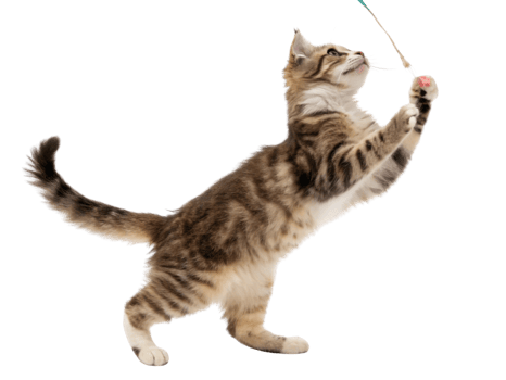 Playful american curl cat joyfully reaches for toy, showcasing its agility and charm in delightful moment of fun png