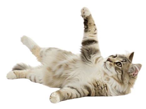 Playful American curl cat stretches gracefully, showcasing its unique features and fluffy fur in delightful pose png
