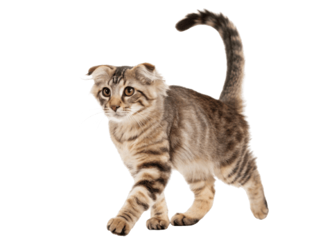 Playful american curl cat with striking fur walks gracefully, showcasing its unique features and charming personality png