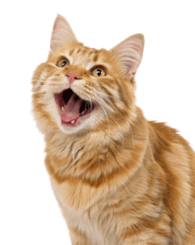 Happy american bobtail cat with joyful expression showcasing its vibrant orange fur and playful demeanor png