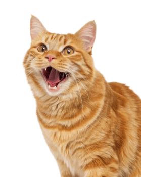 Cheerful american bobtail cat with vibrant orange coat displays joyful expression, showcasing its playful personality and charm png