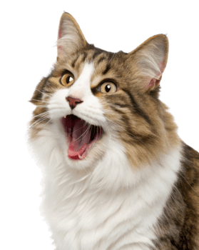 Joyful american bobtail cat with striking features and lively expression captures attention with its playful demeanor and fluffy fur png
