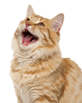 Cheerful american bobtail cat with fluffy coat and bright eyes expresses joy while meowing. Its playful demeanor brings happiness to any space png