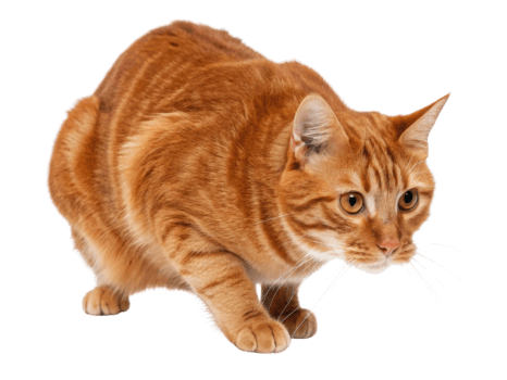 Playful american bobtail cat is poised and ready to pounce, showcasing its beautiful orange fur and curious expression png