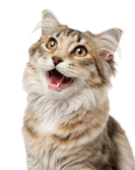 Joyful american curl cat with striking features and bright eyes, showcasing its playful personality and charm png