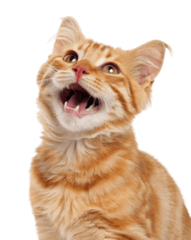 Cheerful orange cat with curly fur coat looks up with expressive face, showcasing its playful nature and curiosity png