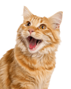 Cheerful american curl cat with bright orange fur and expressive eyes showcases its playful personality in this delightful image png