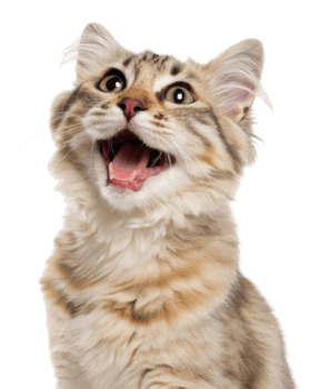 Joyful american curl cat with fluffy fur and bright eyes expresses happiness in this delightful image png
