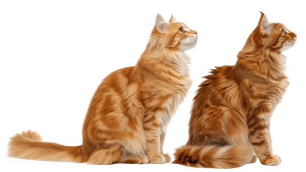 Fluffy american curl cats sit gracefully, showcasing their beautiful fur and unique curled ears, embodying elegance and charm png