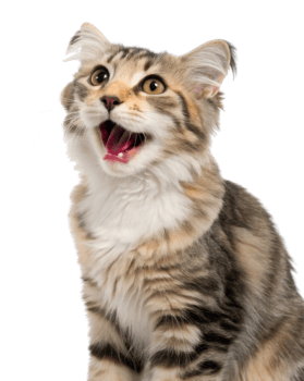 Joyful american curl cat with striking features and playful expression captures essence of happiness and curiosity png