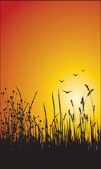 Sunset Silhouette of Wild Grass and Flying Birds vector