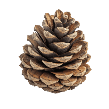 Pine cone isolated on transparent background png