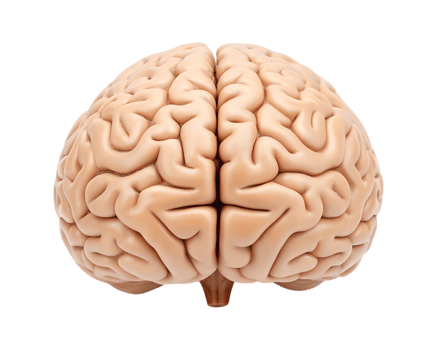 Detailed human brain anatomy with intricate gyri and sulci illustration png