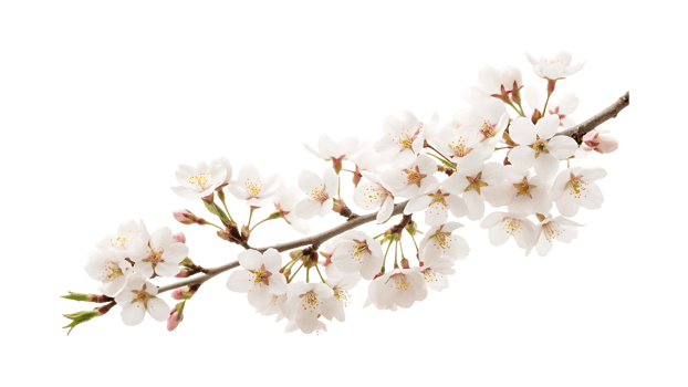 Delicate white cherry blossoms on dark background flower branch png