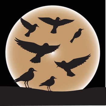 Bird Silhouette Flying and Standing Birds Against Full Moon Night Background vector