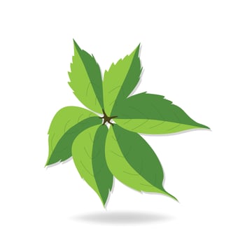 Leaf herb clip art illustration vector