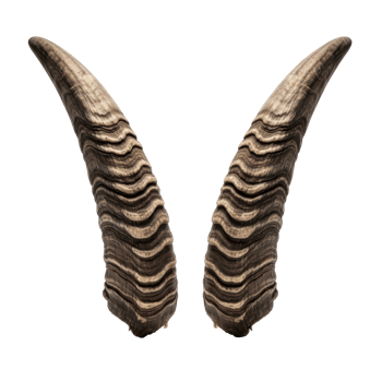 Two robust animal horns with beautiful natural patterns and earthy tones, perfect for designs related to wilderness, hunting, or rustic decor. png