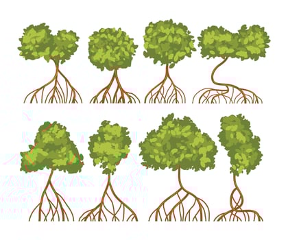 Set of mangrove tree collection with roots and green leaves, isolated on white background, Mangrove Plant Tree for Garden Park Conservation, illustration. vector
