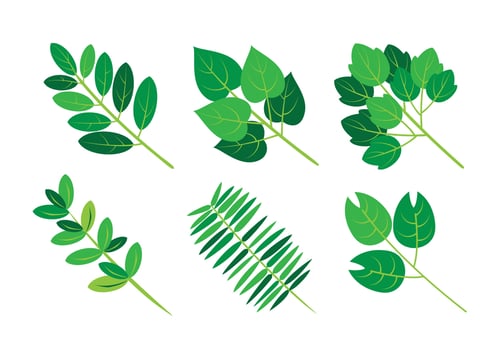Green Botanical Leaf Branch Set vector