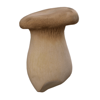 mushroom 3d realistic png