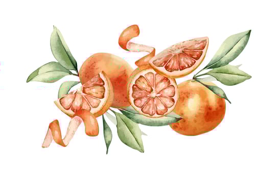 Watercolor illustration of citrus fruits vector