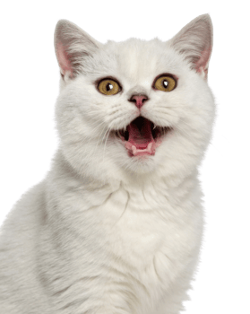 Charming British Shorthair cat with striking yellow eyes displays joyful expression that captures essence of feline delight png