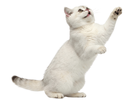Playful British Shorthair cat stands on its hind legs reaching out with its paw, showcasing its charming personality and soft fur png