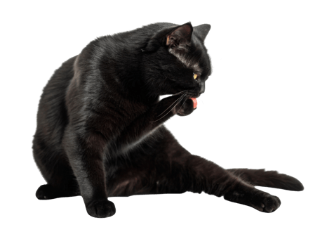 Sleek black cat sits gracefully while grooming itself, showcasing its elegant posture and shiny fur. This British Shorthair cat exudes charm png