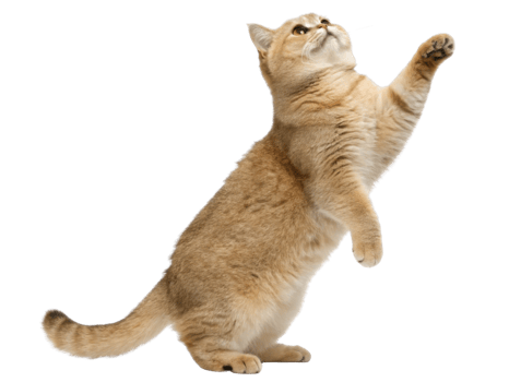 Playful British Shorthair cat stands on its hind legs reaching for toy with curiosity and excitement png