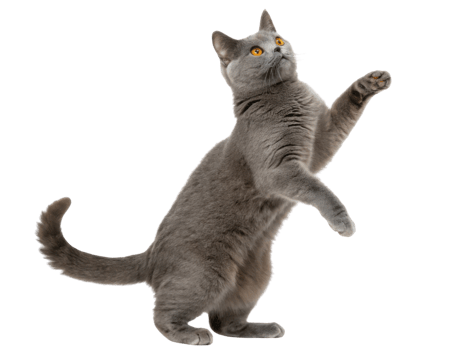 Playful chartreux cat stands on its hind legs, showcasing its agility and charm in delightful pose png