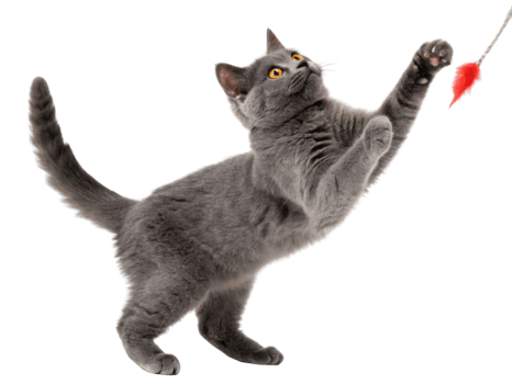 Playful chartreux cat leaps joyfully to catch red toy, showcasing its agility and charm in delightful moment png