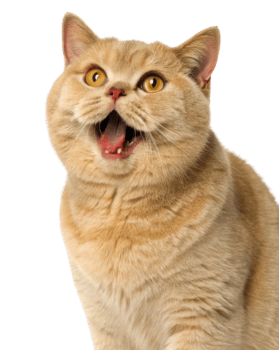 Joyful British Shorthair cat with striking golden eyes and playful expression captures essence of feline charm and personality png