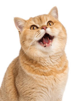 Playful British Shorthair cat with charming expression showcases its vibrant personality and captivating features png