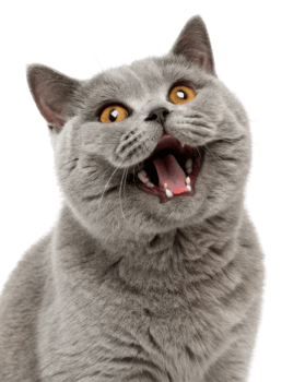Cheerful British Shorthair cat with striking orange eyes displays playful expression that brings joy to any viewer png