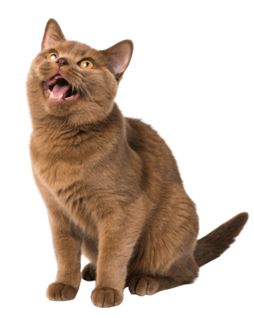 Playful British Shorthair cat with charming expression sits gracefully, showcasing its beautiful fur and bright eyes png