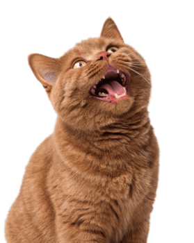 Playful British Shorthair cat with joyful expression showcases its charming personality and vibrant fur png