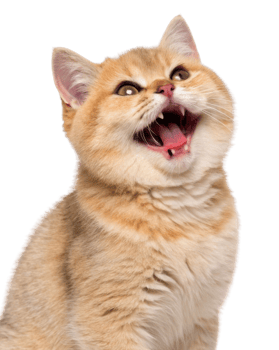 Joyful British Shorthair cat with golden coat displays playful expression and bright eyes, embodying charm of feline companionship png