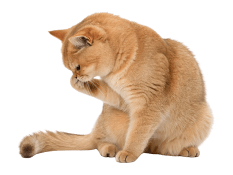 British Shorthair cat sits gracefully, grooming its paw with calm demeanor, showcasing its beautiful fur and playful nature png