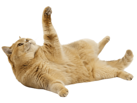 Playful British Shorthair cat lounges comfortably with its paw raised, showcasing its adorable and fluffy appearance png